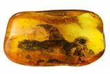 Two Fossil Flies (Diptera) & Two Spiders (Araneae) In Baltic Amber #159796-4